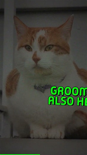 Why Do Cats Clean Themselves So Much Did you know cats spend nearly 13 hours a day...