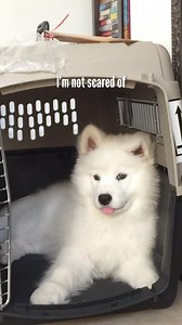 I’m glad the roomba broke and I don’t have to deal the bad robot! 👹 #Flashback #puppy #puppylife #cutepuppy | Coconut Rice Bear