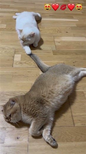 british shorthair baby, chubby blue cat,tiny plush kitten, sweet purring kitty, viral cat shorts