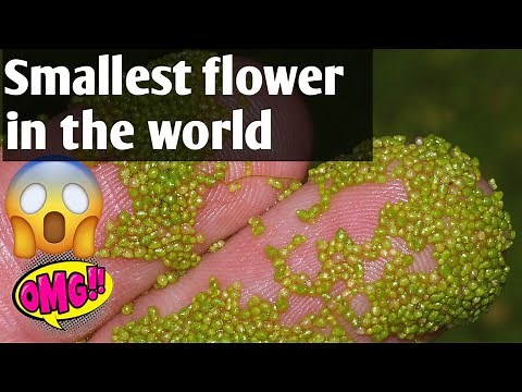 Wolffia flower || smallest flower 🌺 on earth || general knowledge | #neet #gk #jaisinghsir #biology