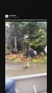 206K views · 4.2K reactions | The gorilla is the largest living...