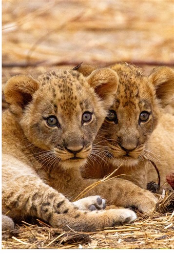 Explore the Wild Kingdom with David Attenborough