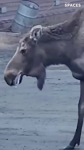 Alaska was met with it’s first rabid moose! #alaskanmoose #alaskanmoosehunting | Wide Open Spaces