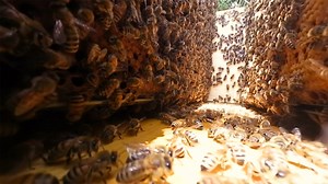 27K views · 272 reactions | Take a 360° look at honey bee hives on the Grafton campus! Ph.D. candidate Rachael Bonoan is studying honey bee nutrition. | Tufts University | Facebook