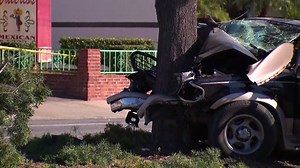 Man Crashes Directly Into Tree, Dies in El Cajon