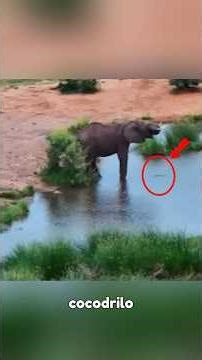 Animals That Put Their Rivals in Their Place
