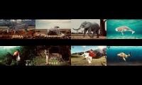 Mix of 8 videos from youtube : Drulii TV Animals Same Times