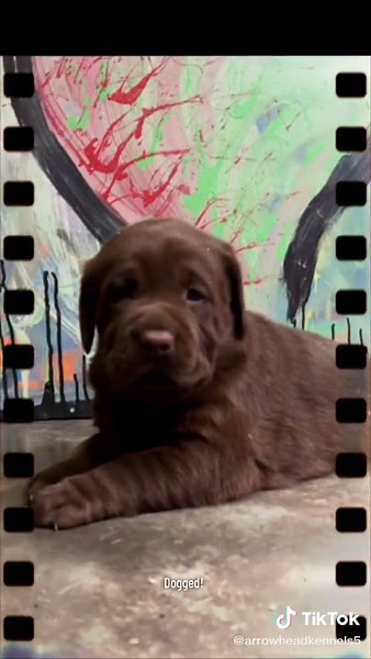 Arrowhead Kennels (@arrowheadkennels5)’s videos with Dog Talk - 2000 Digitally Remaster - K-9 Corp