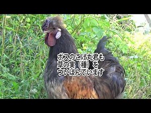 にわとり家族 実りの秋 草の実を食べる親子