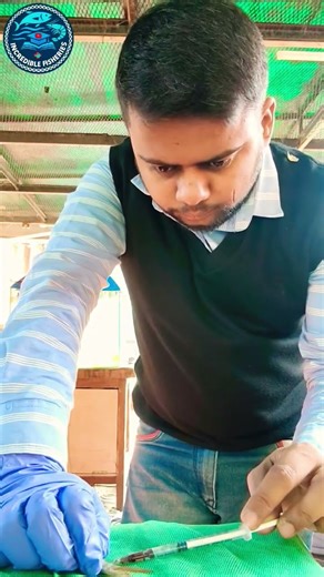 Blood Sampling in Fish Made Easy | Practical Tutorial for Students #FishBloodSampling