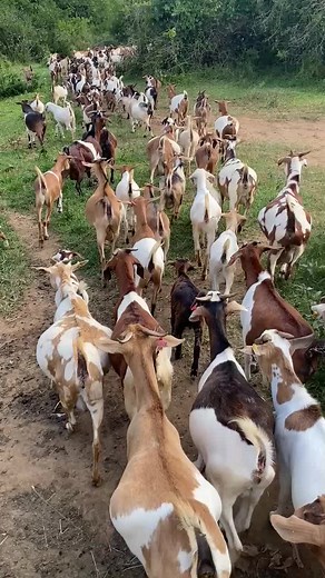 Effective Goat Feeding Strategies for Weight Gain