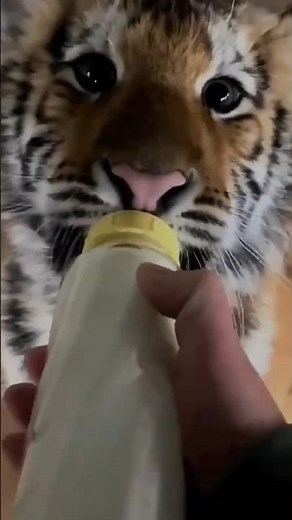 This Tiger Cub Was All Alone... Until This Man Found Him 🐯❤️