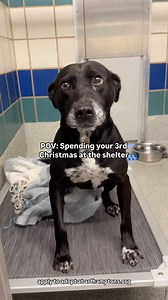 Why won’t you take me home 🥺 I’ll tippy tap for you 💔 - Sassy, waiting 1015 days. #adoptmePLEASE 🙏 like, comment, and share to help her find a home Apply to adopt at arfhamptons.org 💚 #arfhamptons #adoptme #shelterdog #dogforadoption #shelterdogsofinstagram #loveme #chooseme #pickme | Animal Rescue Fund of the Hamptons, Inc.