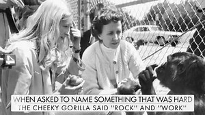 Do animals have a sense of humor? Scientists think they might have proof. 😹 | Getty Images