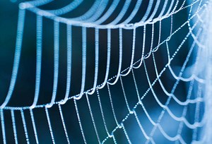 Decoding a Spider's Secret Web Messages