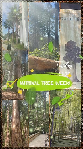 Sat Nov 22nd, 2025 – Sun Nov 30th, 2025 🌳✨ National Tree Week ✨🌳 National Tree Week is a vibrant celebration honoring the importance of trees and the vital role they play in our environment. It brings communities together to plant, protect, and appreciate the beauty and life that trees give us 🌱💚🌍 #NationalTreeWeek #LoveTrees #GoGreen #PlantATree #EcoFriendly #NatureLovers #GreenPlanet #SustainableLiving | Sonia Montemayor