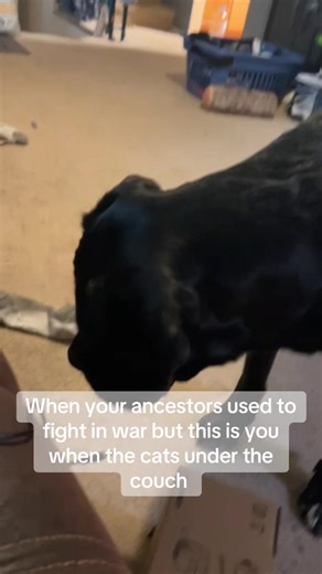 Cane Corso: The Scary Dog Ready to Defend