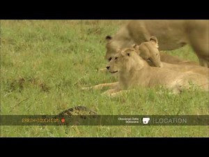 Lion cubs VS monitor lizard