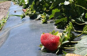 It's Strawberry-Picking Time