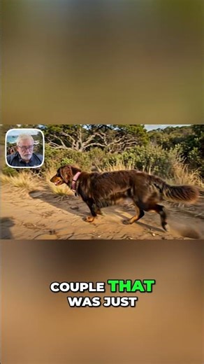 This Lost Dog Survived Nearly 2 Years Alone #rescue #dachshund #incredible