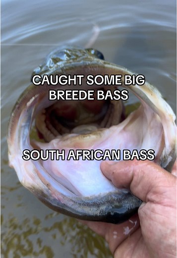 Catch Large Breede Bass in South Africa