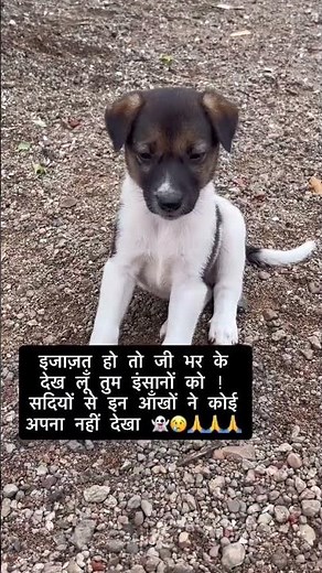 काश कोई मेरा भी अपना होता 😭😭🥺#dog #doglove #shots #doglife #dogs