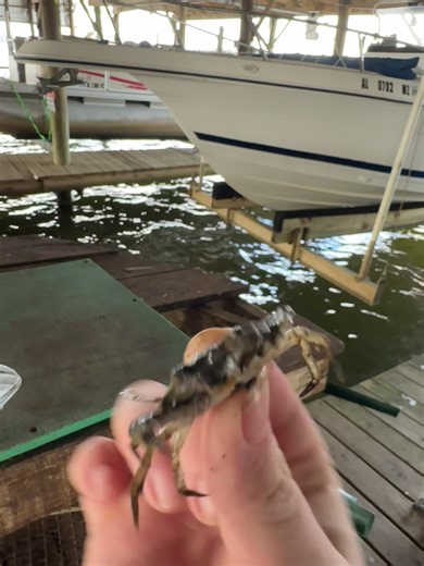 lil Bebe blue crab we caught last year. Of course I had to pester him before throwing back