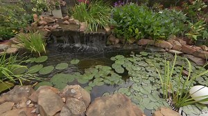 31 reactions | In rocky Cedar Park, Rober and Deborah Jennings re-created a paradise. Starting from weeds and basically nothing, Hill Country Water Gardens & Nursery transformed the backyard with a wildlife-beloved pond. | Central Texas Gardener | Facebook