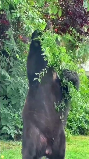 The bear is picking berries to eat.#shorts#bear#nature