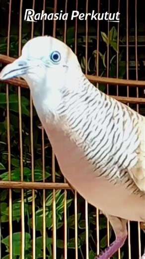 Zebra Dove Calls – Calming Bird Relaxing 61 | #birds #birdsounds #birdsong #animalsongs