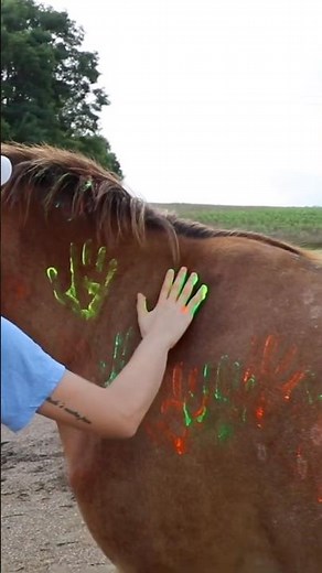 How To Safely Paint Your Horse #goodtoknow #vet #medicine #educational #lifehacks #funfacts #horses