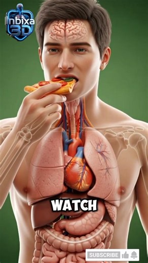 🍕 How Pizza Is Digested Inside the Human Body | 3D Medical Animation 🧠🫀#shorts