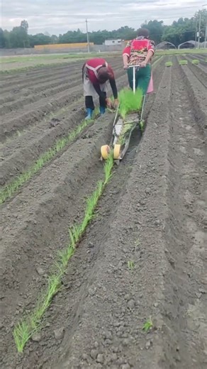 Scallion planting machine
