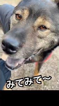 Yamato is a hardworking and cheerful boy ♪ He can now run so fast!