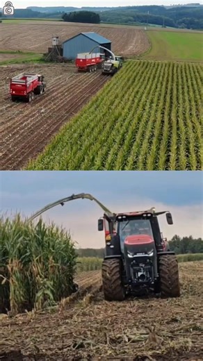 Mais häckseln mit Case IH Magnum 340 & Puma 230 CVT #agriculture #farming #claas #caseih