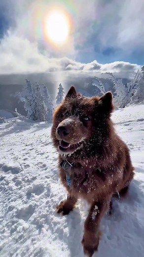 What Does a Husky Sound Like? Listen to a Husky Bark!