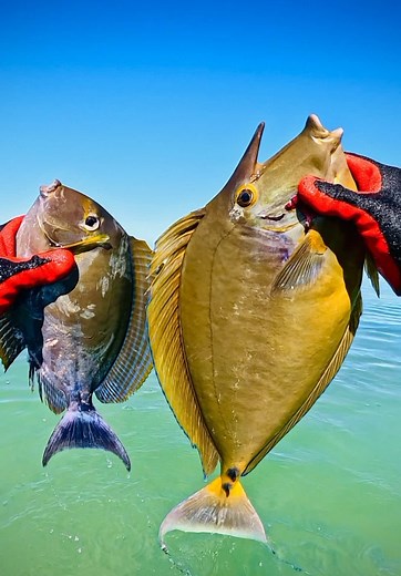 Aventures de pêche sous-marine en Nouvelle-Calédonie