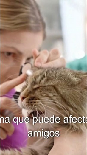 SIGNOS y CAUSAS de CÁLCULOS RENALES en GATOS(TIPS de OBSTRUCCIÓN)#gatos#short🐺🚨👋