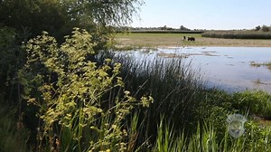 1K views · 14 reactions | Creating wildlife habitat is a year-round effort on the Fort Boise Wildlife Management Area. This video describes the benefits not only for wildlife, but for sportsmen and women, as well. Recent efforts to enhance wetland habitat this fall has changed access to some areas. Learn more here: https://idfg.idaho.gov/ZoS ▪️ Wildlife Management Areas: https://idfg.idaho.gov/wma | Idaho Fish and Game (IDFG) | Facebook