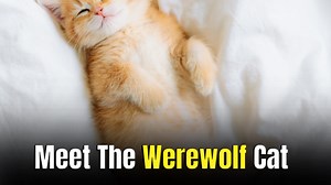 Have You Seen These Rare Cat Looks?