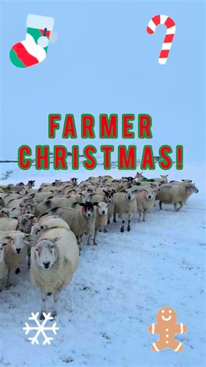 Tom Carlisle on Instagram: "The final farming song of the year! And of course it had to be a Christmas themed one! 🎅🏻🎄🎁 Just for fun, hope this one raises a smile for all those who need a bit of Christmas cheer! #christmas #christmasonthefarm #farmerchristmas #parody #jinglebells #christmassongs #christmasmusic #funnysong #parodysong #christmastime #christmasseason #dalesfarmer #instagood #instafarming #sheepfarming #instareels #farminguk"
