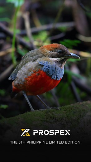 From a line of Limited Edition watches, a new timepiece takes flight. Inspired by the great Sierra Madre, and the rare Whiskered Pitta bird, comes the 5th Philippine Limited Edition. Now available for pre-order online, Seiko stores, and Authorized Dealers. #LegacyInMotion #KeepGoingForward #SeikoPhilippines #SeikoProspex | Seiko Philippines