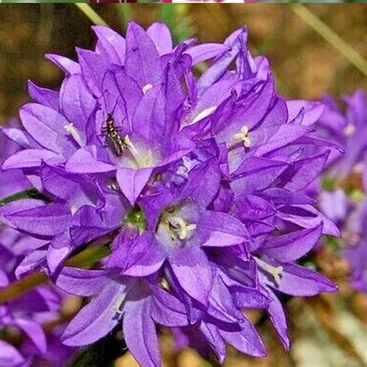 Blue Clustered Bellflower Seeds 200 | Campanula Superba | Perennial - Etsy