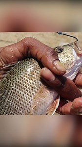 Backwater River Challenge: Catching Mangrove Jack on Live Prawns #MangroveJack #HandlineFishing #LivePrawnBait #BackwaterFishing #RiverFishingAdventure | Kadal Raasa Fishing