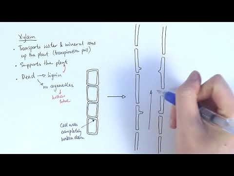 AS Biology - Transport systems in plants (OCR A Chapter 9.1)