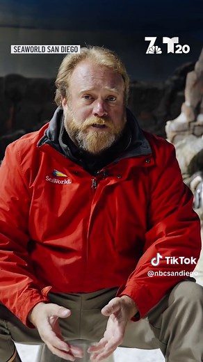 Hello, Happy Feet! SeaWorld's Emperor penguin will squeak her way into your heart.