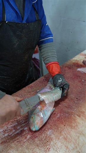 The Simplest Way to Skin a Parrotfish (Most People Do It Wrong)