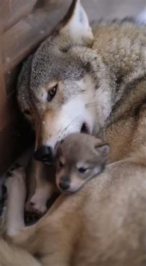 She shielded her baby in the avalanche 😭💔 #animals #animalshorts #wolf