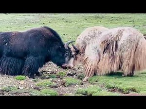 Wild Herd Hierarchy: A Study of Two Bulls Sparring for Supremacy ( wildlife documentary)
