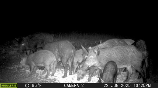 104K views · 1.7K reactions | Damn.. I met with my cardiologist after a nuclear stress test today, and he told me to "take it easy" I'm going to have to get another "heart procedure"....... guess that means I need to shoot these critters instead of hand to hoof combat...  | Honey Locust Ranch | Facebook